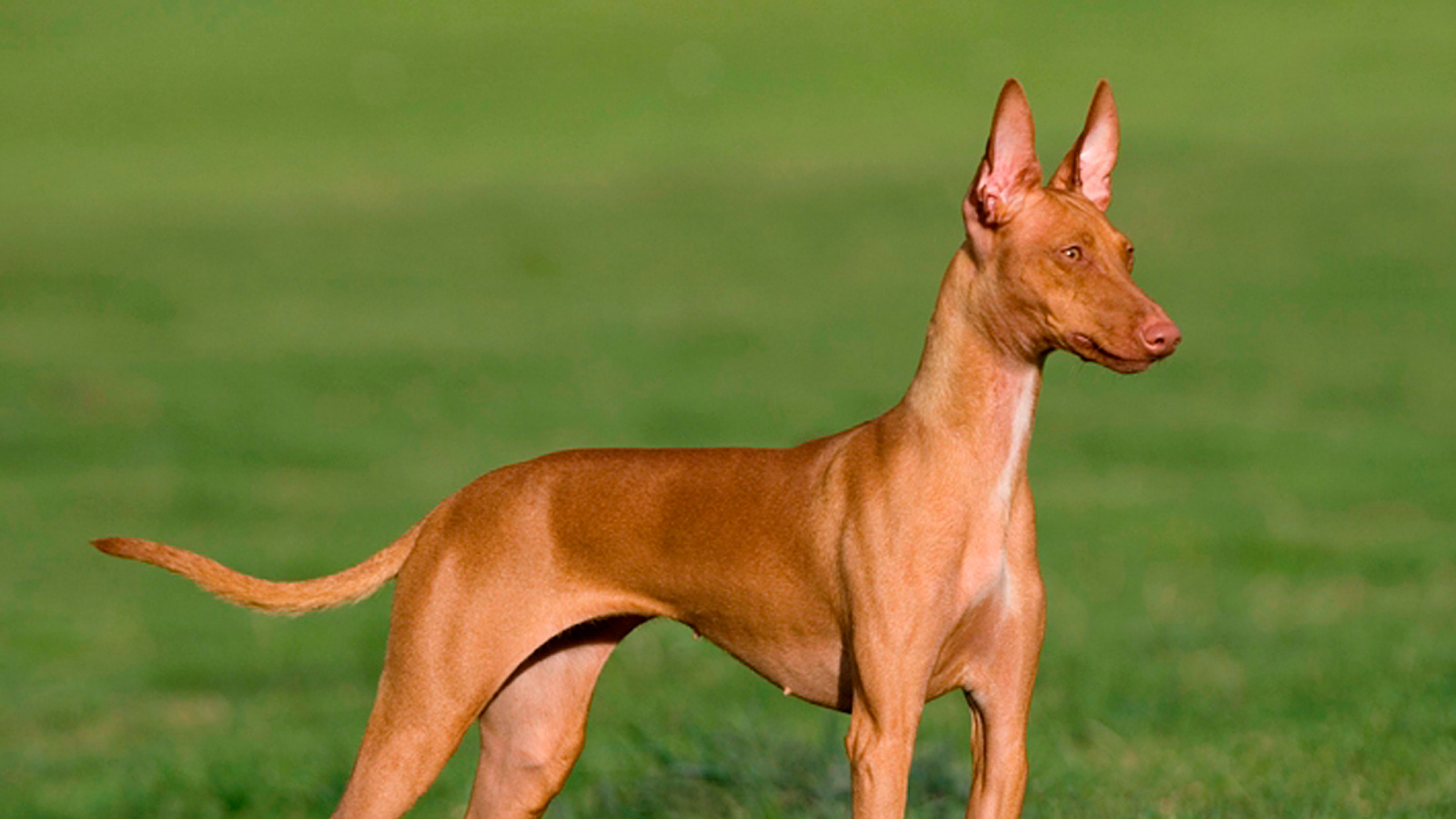 Italian Dog show, call for entries