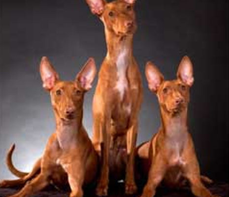Photo of Cirneci