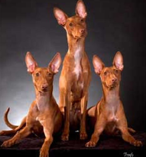 Photo of Cirneci