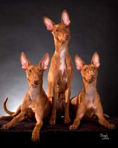 Photo of Cirneci